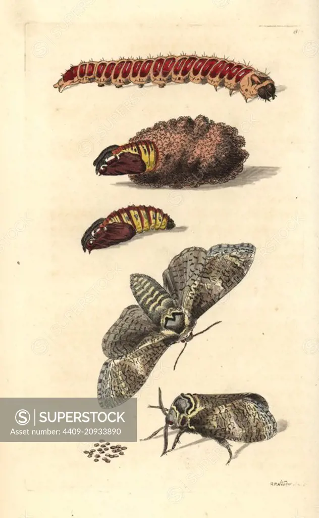 Goat moth, Cossus cossus, moth, caterpillar, eggs and pupa (Phalaena cossus). Illustration drawn and engraved by Richard Polydore Nodder. Handcoloured copperplate engraving from George Shaw and Frederick Nodder's The Naturalist's Miscellany, London, 1806.