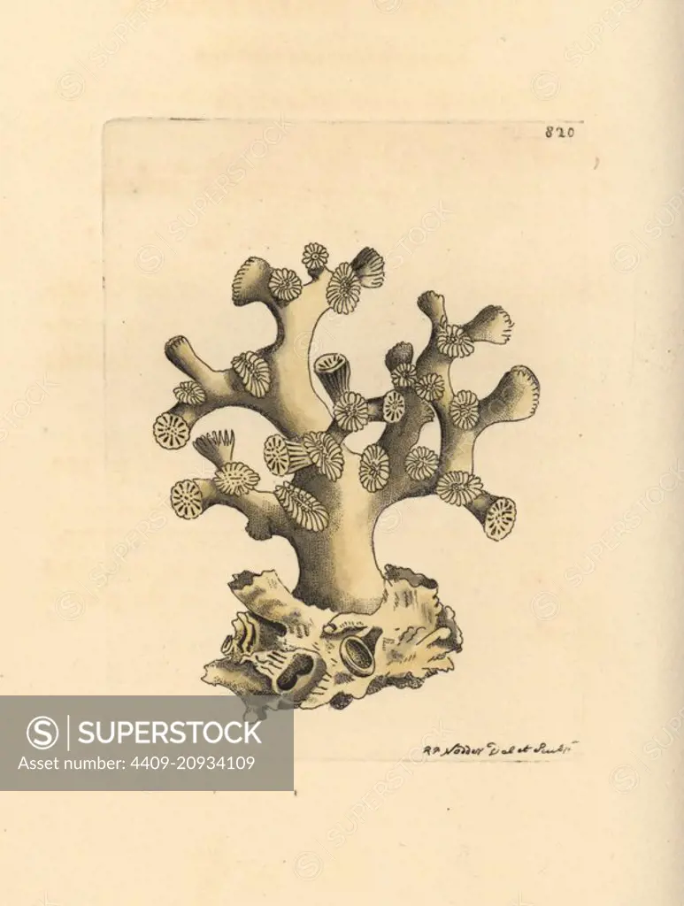 Cyathelia axillaris coral (Axillary madrepore, Madrepora axillaris). Illustration drawn and engraved by Richard Polydore Nodder. Handcoloured copperplate engraving from George Shaw and Frederick Nodder's The Naturalist's Miscellany, London, 1806.