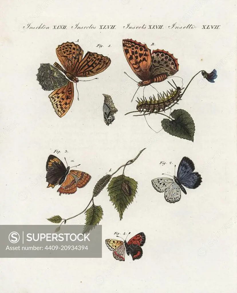 Silver washed fritillary, Argynnis paphia 1 male A female B with larva and pupa, large blue, Phengaris arion, near threatened 2, brown hairstreak, Thecla betulae 3, and small copper butterfly, Lycaena phlaeas 4. Handcoloured copperplate engraving from Bertuch's "Bilderbuch fur Kinder" (Picture Book for Children), Weimar, 1805. Friedrich Johann Bertuch (1747-1822) was a German publisher and man of arts most famous for his 12-volume encyclopedia for children illustrated with 1,200 engraved plates on natural history, science, costume, mythology, etc., published from 1790-1830.
