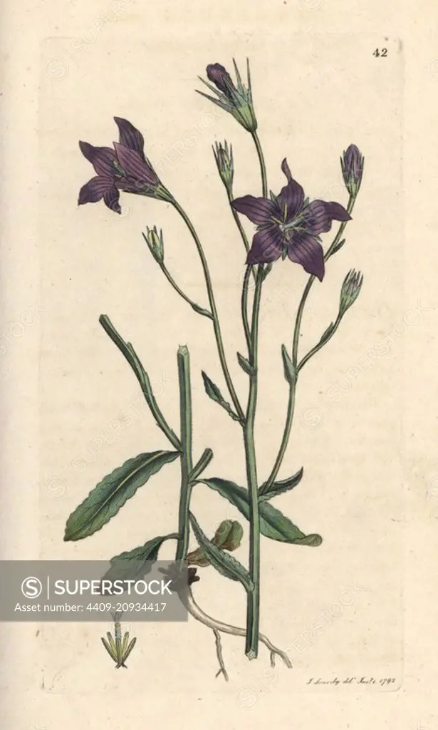Spreading bellflower, Campanula patula. Handcoloured copperplate engraving after an illustration by James Sowerby from James Smith's English Botany, London, 1792.