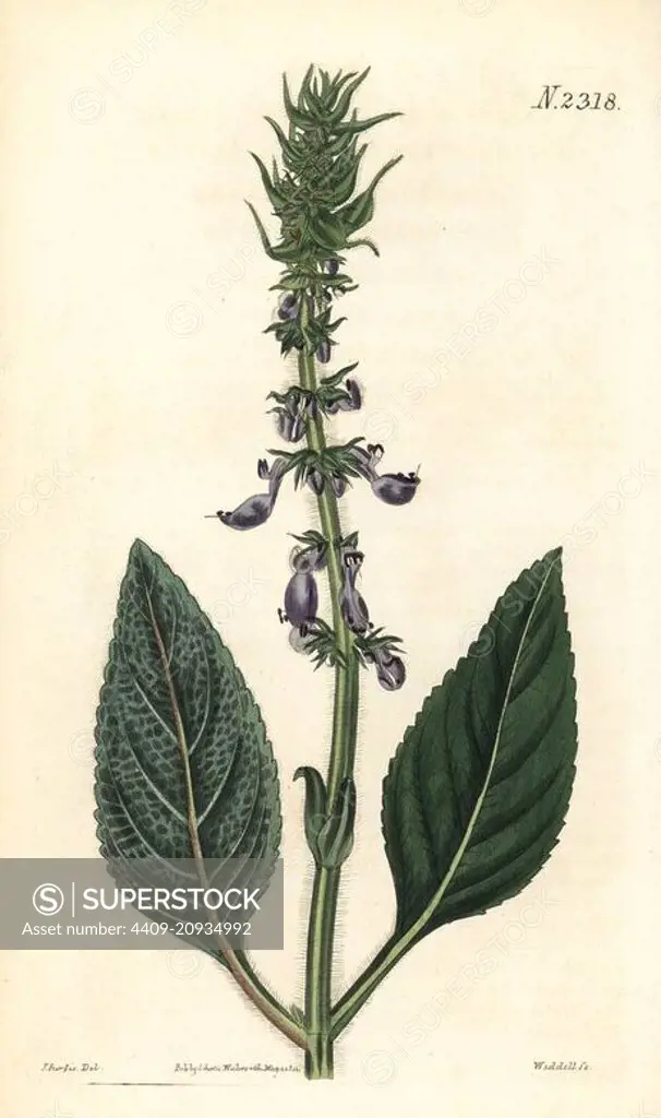Indian coleus, Plectranthus barbatus (Tufted plectranthus, Plectranthus comosus). Handcoloured copperplate engraving by Weddell after an illustration by John Curtis from Samuel Curtis's "Botanical Magazine," London, 1822.