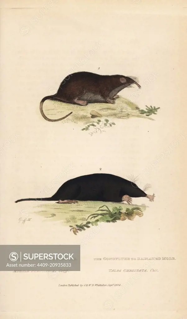 Pyrenean desman, Galemys pyrenaicus (vulnerable) and star-nosed mole, Condylura cristata. (Desmax of the Pyrenees, Mygale pyrenaica, and condylure or radiated mole, Talpa christata.) Handcoloured copperplate engraving by Griffith, Harriet or Edward, from Edward Griffith's The Animal Kingdom by the Baron Cuvier, London, Whittaker, 1824.