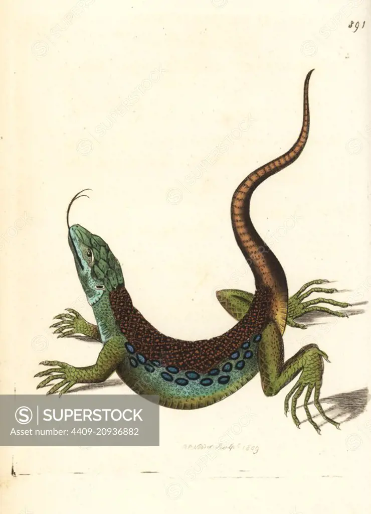 Giant ameiva, Ameiva ameiva (Ameiva lizard, Lacerta ameiva). Illustration drawn and engraved by Richard Polydore Nodder. Handcoloured copperplate engraving from George Shaw and Frederick Nodder's "The Naturalist's Miscellany," London, 1809.