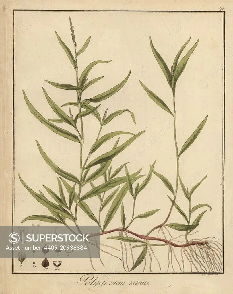 Small water-pepper, Persicaria minor. Handcoloured copperplate engraving by F. Guimpel from Dr. Friedrich Gottlob Hayne's Medical Botany, Berlin, 1822. Hayne (1763-1832) was a German botanist, apothecary and professor of pharmaceutical botany at Berlin University.