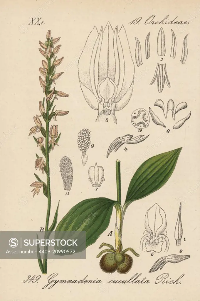 Nectariferous orchid, Neottianthe cucullata (Gymnadenia cucullata). Handcoloured lithograph from Diederich von Schlechtendal's German Flora (Flora von Deutschland), Jena, 1871.