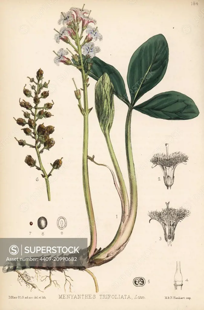 Buckbean, Menyanthes trifoliata. Handcoloured lithograph by Hanhart after a botanical illustration by David Blair from Robert Bentley and Henry Trimen's Medicinal Plants, London, 1880.