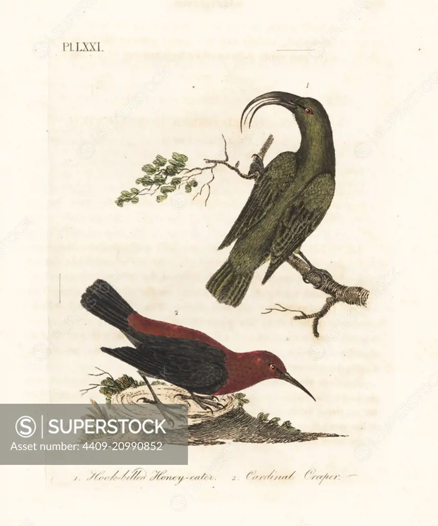 Lesser akialoa, Hemignathus obscurus (extinct) and cardinal myzomela, Myzomela cardinalis. (Hook-billed green honey-eater, Certhia obscura, native to Hawaii, and cardinal honey-eater, Certhia cardinalis, native to Tanna, Vanuatu.) Handcoloured copperplate drawn and engraved by John Latham from his own A General History of Birds, Winchester, 1822.