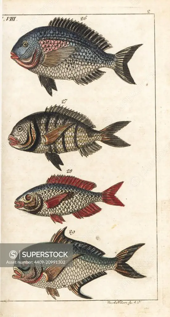 Gilthead seabream, Sparus aurata 26, white seabream, Diplodus sargus sargus 27, picarel, Spicara maena 28, and Ray's bream, Brama brama 29. Handcolored copperplate engraving after Jacob Nilson from Gottlieb Tobias Wilhelm's Encyclopedia of Natural History: Fish, Augsburg, 1804. Wilhelm (1758-1811) was a Bavarian clergyman and naturalist known as the German Buffon.