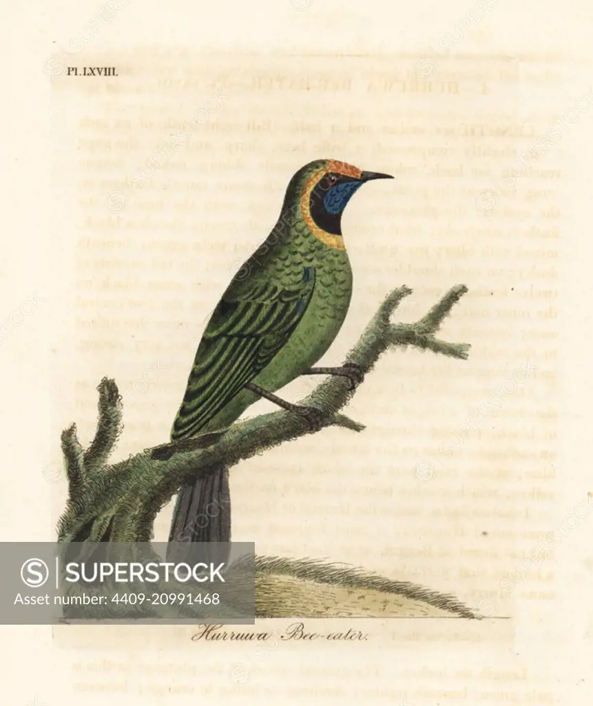 Golden-fronted leafbird, Chloropsis aurifrons. (Hurruwa bee-eater, India.) Handcoloured copperplate drawn and engraved by John Latham from his own A General History of Birds, Winchester, 1822.