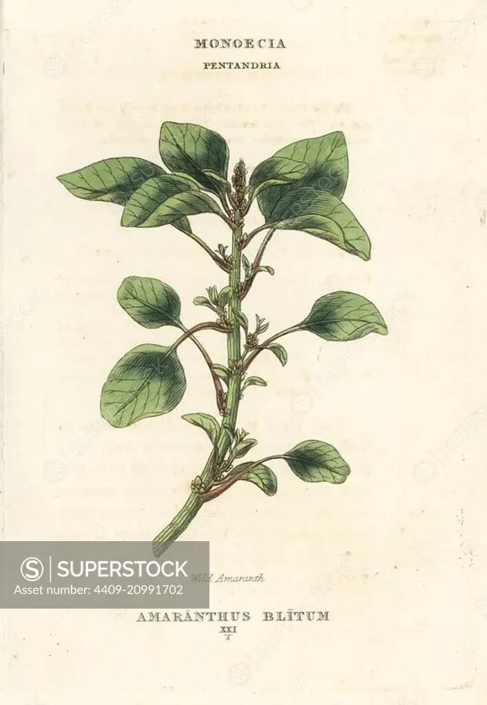 Wild or purple amaranth, Amaranthus blitum. Handcoloured copperplate engraving after an illustration by Richard Duppa from his The Classes and Orders of the Linnaean System of Botany, Longman, Hurst, London, 1816.
