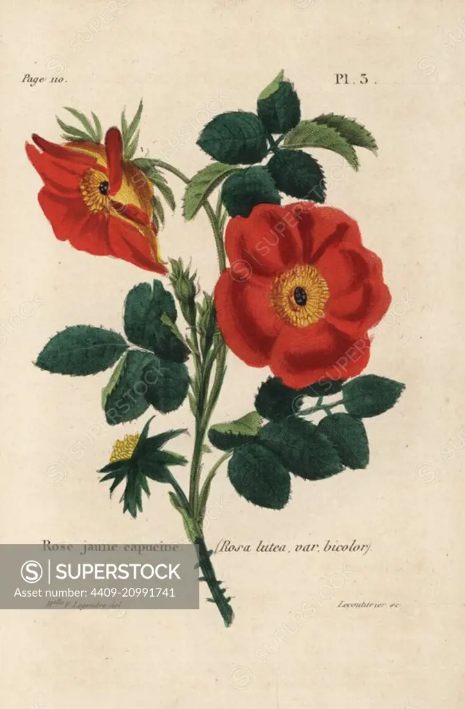 Austrian copper rose, Rosa foetida (Rose jaune capucine, Rosa lutea var. bicolor). Handcoloured lithograph by Lecouturier after a botanical illustration by Mlle. F. Legendre from Pierre Boitard's Rose-Lover's Complete Manual, Roret, Paris 1836.