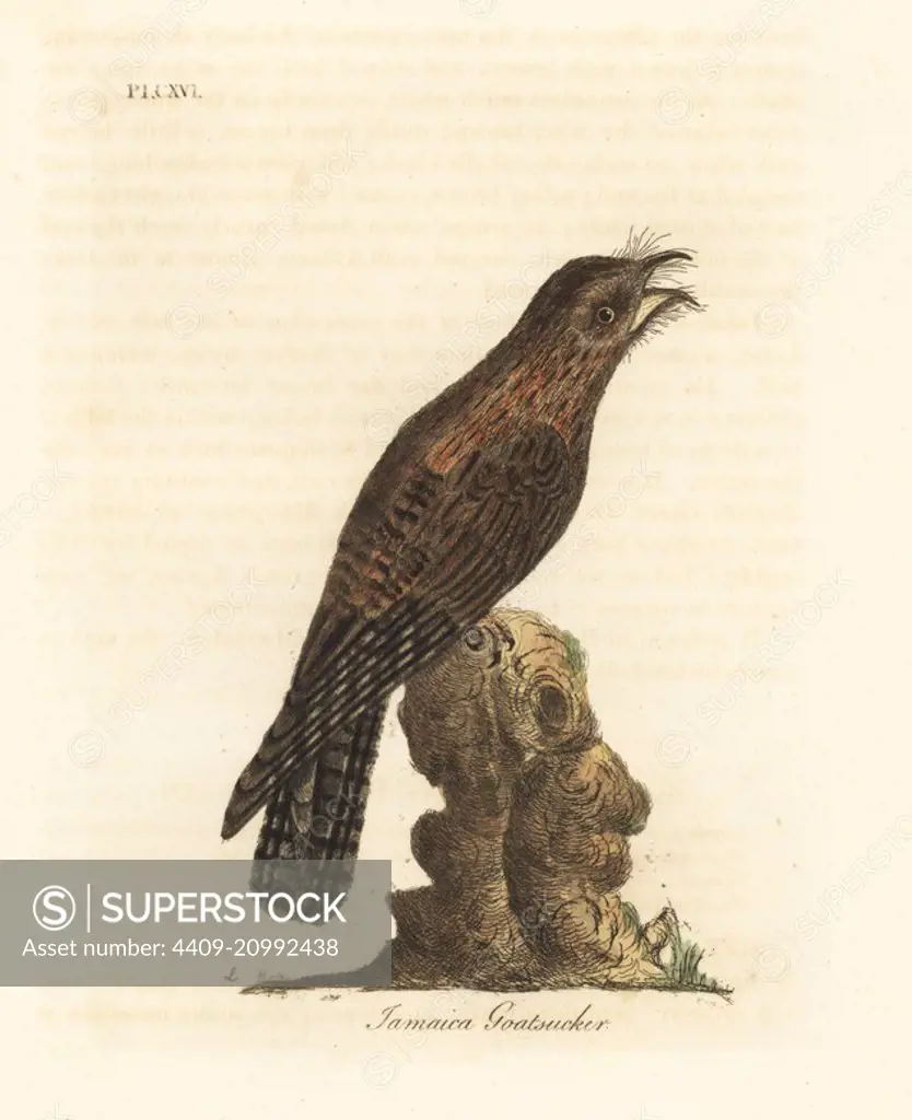 Northern potoo, Nyctibius jamaicensis (Jamaican goatsucker, Caprimulgus jamaicensis). Handcoloured copperplate drawn and engraved by John Latham from his own A General History of Birds, Winchester, 1823.