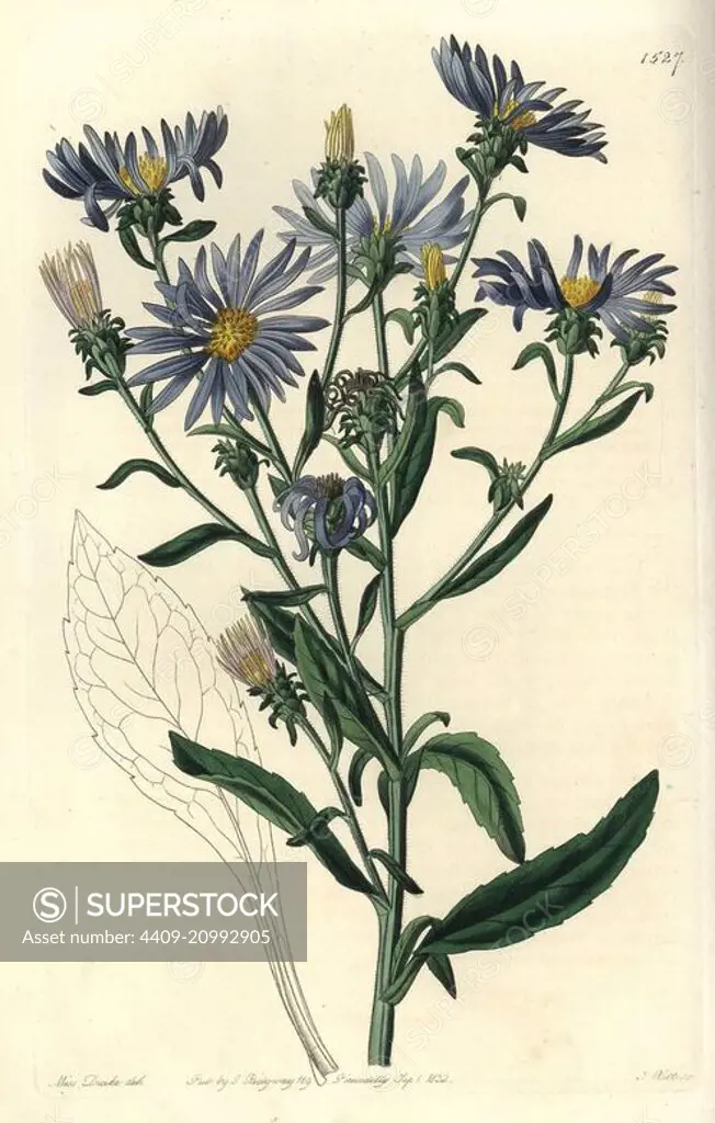 Shewy aster, Aster spectabilis. Handcoloured copperplate engraving by S. Watts after an illustration by Miss Sarah Drake from Sydenham Edwards' Botanical Register, Ridgeway, London, 1832.