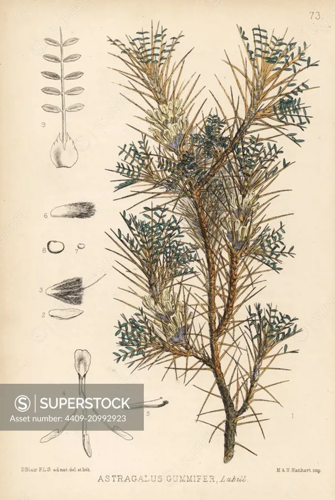 Gum dragon or tragacanth, Astracantha gummifera (Astragalus gummifer). Handcoloured lithograph by Hanhart after a botanical illustration by David Blair from Robert Bentley and Henry Trimen's Medicinal Plants, London, 1880.