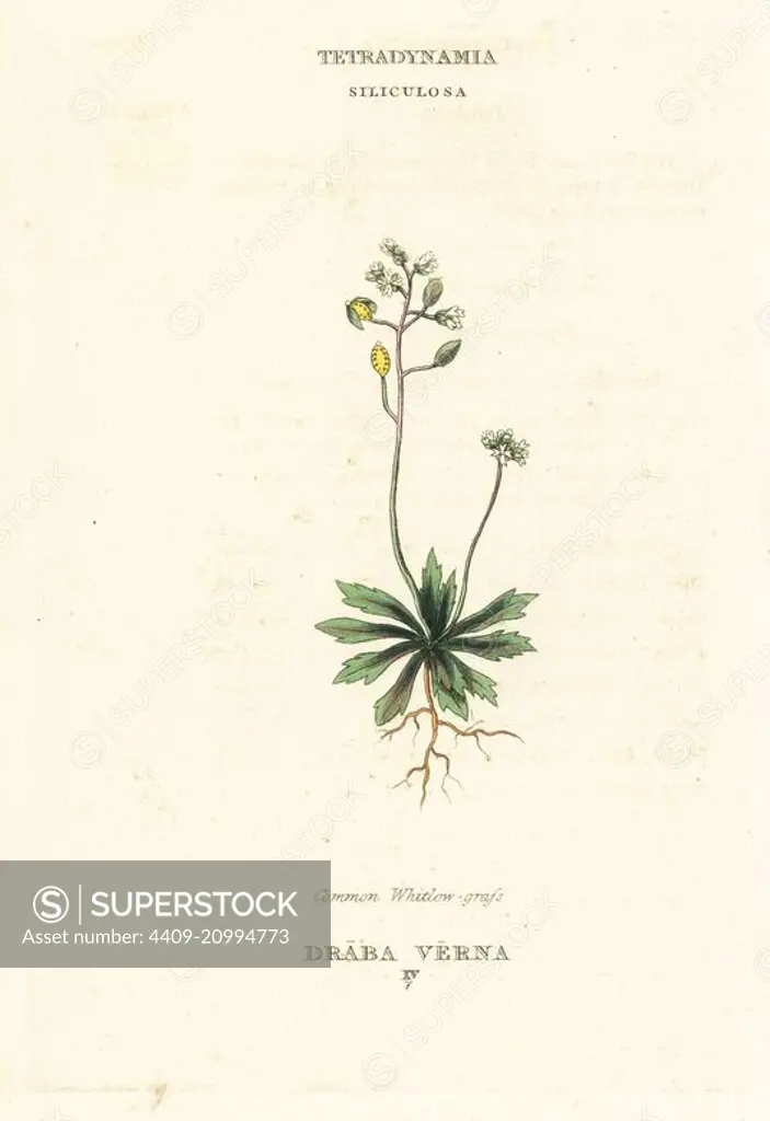 Common whitlow grass, Erophila verna (Draba verna). Handcoloured copperplate engraving after an illustration by Richard Duppa from his The Classes and Orders of the Linnaean System of Botany, Longman, Hurst, London, 1816.