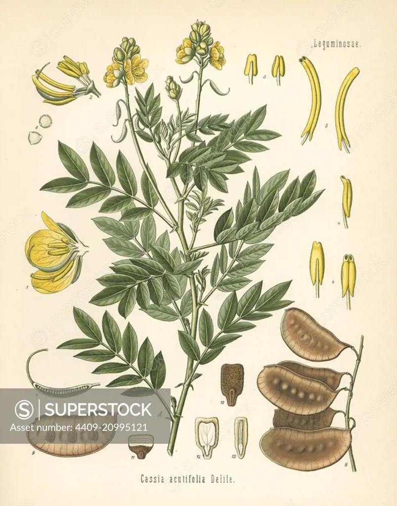 Senna, Senna alexandrina (Cassia acutifolia). Chromolithograph after a botanical illustration from Hermann Adolph Koehler's Medicinal Plants, edited by Gustav Pabst, Koehler, Germany, 1887.