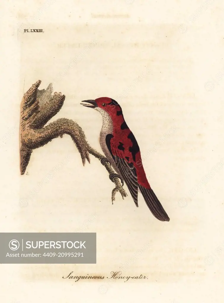 Scarlet myzomela, Myzomela sanguinolenta (Sanguineous honey-eater, Certhia sanguinolenta). Australia. Handcoloured copperplate drawn and engraved by John Latham from his own A General History of Birds, Winchester, 1822.