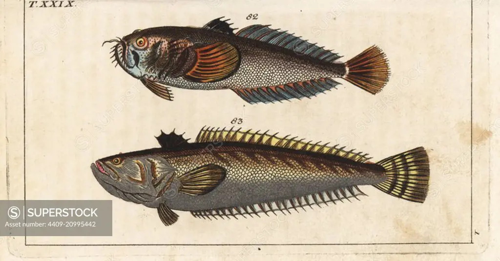 Star gazer, Uranoscopus scaber 82 and great weaver fish, Trachinus draco 83. Handcolored copperplate engraving from Gottlieb Tobias Wilhelm's Encyclopedia of Natural History: Fish, Augsburg, 1804. Wilhelm (1758-1811) was a Bavarian clergyman and naturalist known as the German Buffon.