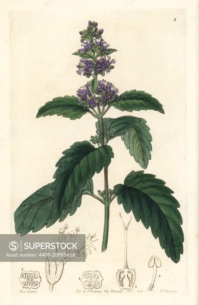 Bluebeard, Caryopteris incana (Chinese beardwort, Mastacanthus sinensis). Handcoloured copperplate engraving by George Barclay after an illustration by Miss Sarah Drake from Edwards' Botanical Register, edited by John Lindley, London, Ridgeway, 1846.