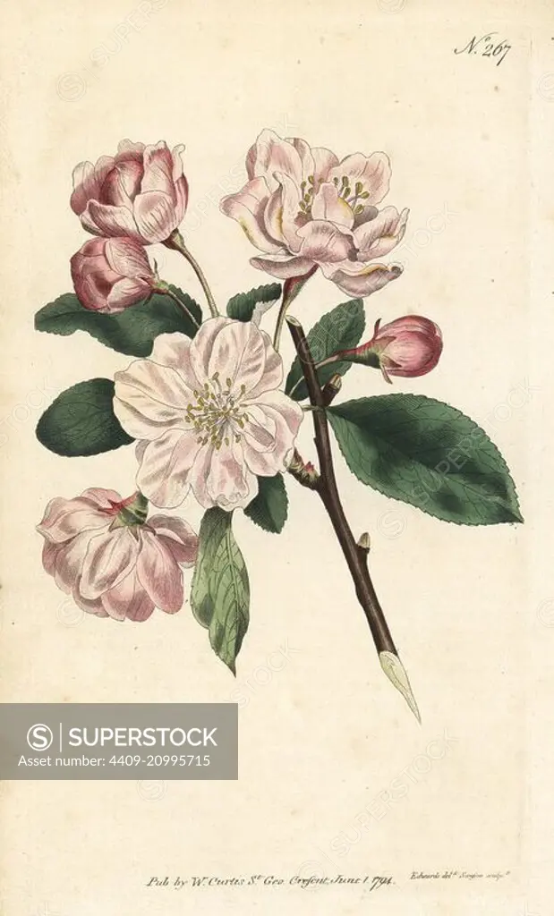Chinese flowering apple, Malus spectabilis (Chinese apple tree, Pyrus spectabilis). Handcoloured copperplate engraving by Sansom after an illustration by Sydenham Edwards from William Curtis' Botanical Magazine, London, 1794.