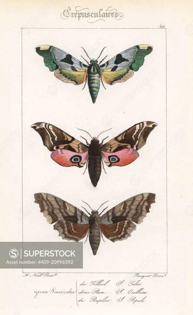 Lime hawkmoth, Mimas tiliae, eyed hawkmoth, Smerinthus ocellatus, and poplar hawkmoth, Laothoe populi. Handcoloured steel engraving by the Pauquet brothers after an illustration by Alexis Nicolas Noel from Hippolyte Lucas' Natural History of European Butterflies, Histoire Naturelle des Lepidopteres d'Europe, 1864.