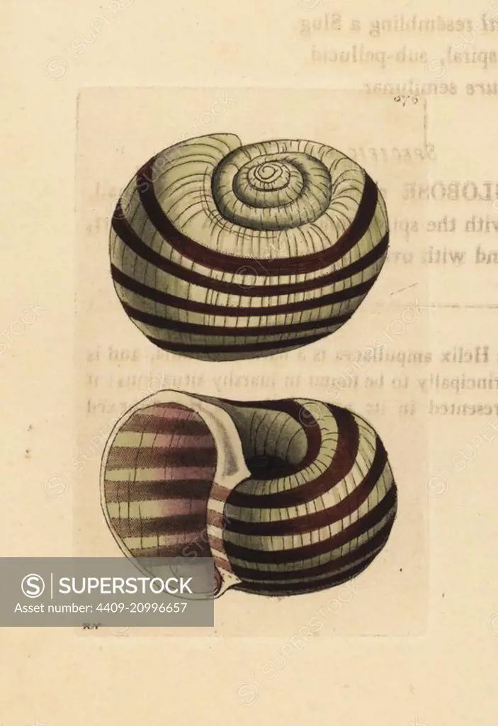 Pila ampullacea (Dilated snail, Helix ampullacea). Illustration drawn and engraved by Richard Polydore Nodder. Handcoloured copperplate engraving from George Shaw and Frederick Nodder's The Naturalist's Miscellany, London, 1802.