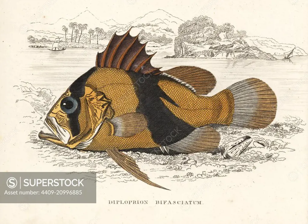 Barred soapfish, Diploprion bifasciatum. Handcoloured lithograph from Georg Friedrich Treitschke's Gallery of Natural History, Naturhistorischer Bildersaal des Thierreiches, Liepzig, 1840.