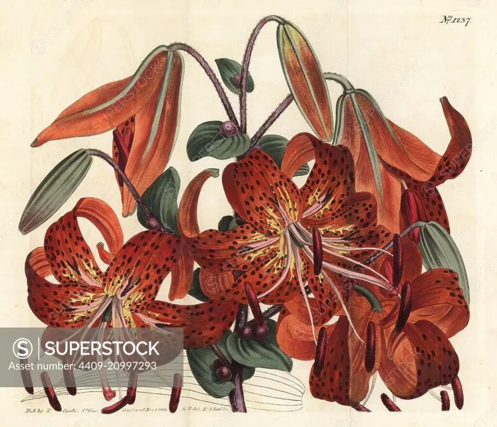 Tiger lily, Lilium lancifolium (Tyger-spotted Chinese lily, Lilium tigrinum). Handcoloured copperplate engraving by F. Sansom Jr. after an illustration by Sydenham Edwards from William Curtis' Botanical Magazine, T. Curtis, London, 1809.