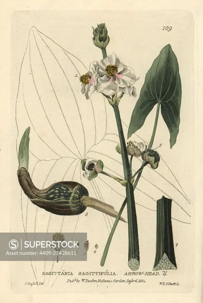 Arrow-head, Sagittaria sagittifolia. Handcoloured copperplate engraving by W.E. Albutt of a drawing by Isaac Russell from William Baxter's "British Phaenogamous Botany" 1834. Scotsman William Baxter (1788-1871) was the curator of the Oxford Botanic Garden from 1813 to 1854.