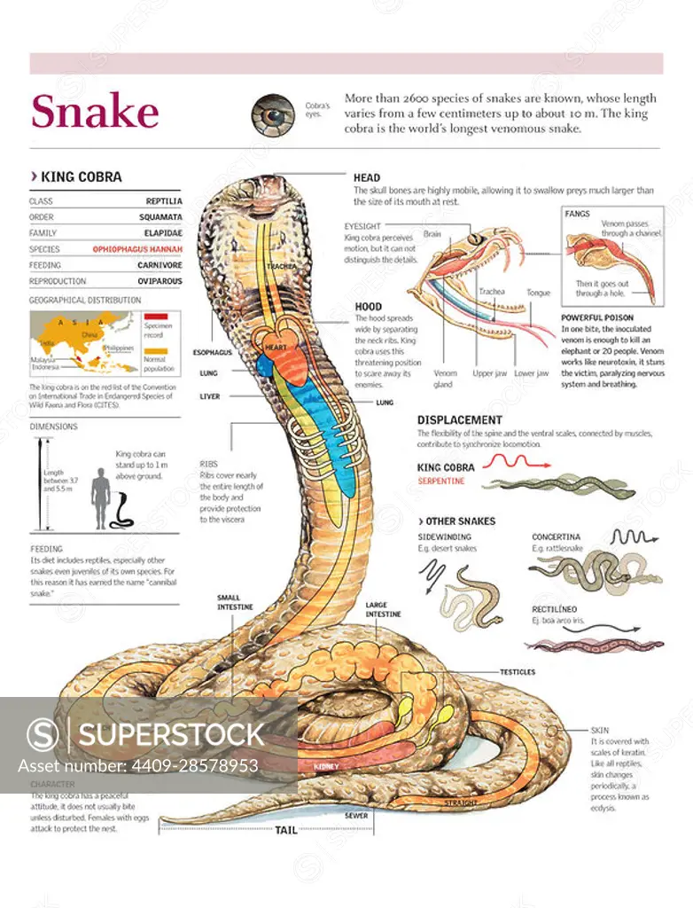 Infographics of distribution, anatomy, and  venom of the king cobra and the movement of various snake types. Adobe Illustrator (.ai); 2480x3248.