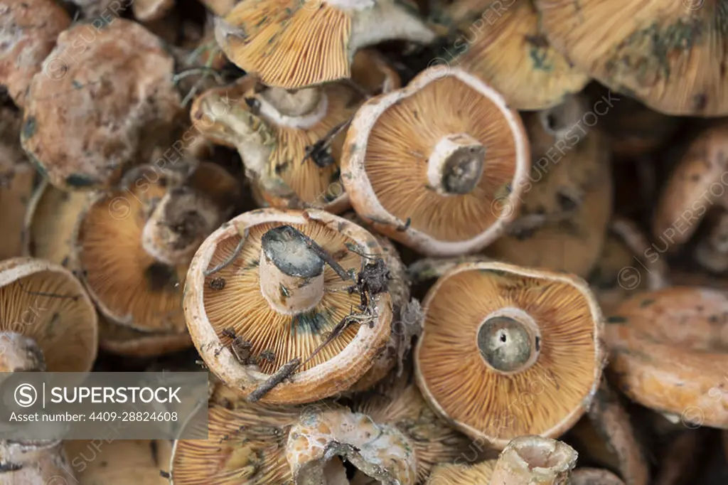 edible mushroom of variety Esclata-Sang, Lactarius sanguifluus, Mallorca, Balearic Islands, Spain.