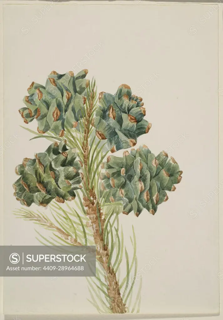 Single-Leaf Pine (Pinus monophylla). Watercolor on paper. Date: ca. 1930s. Museum: Smithsonian American Art Museum.