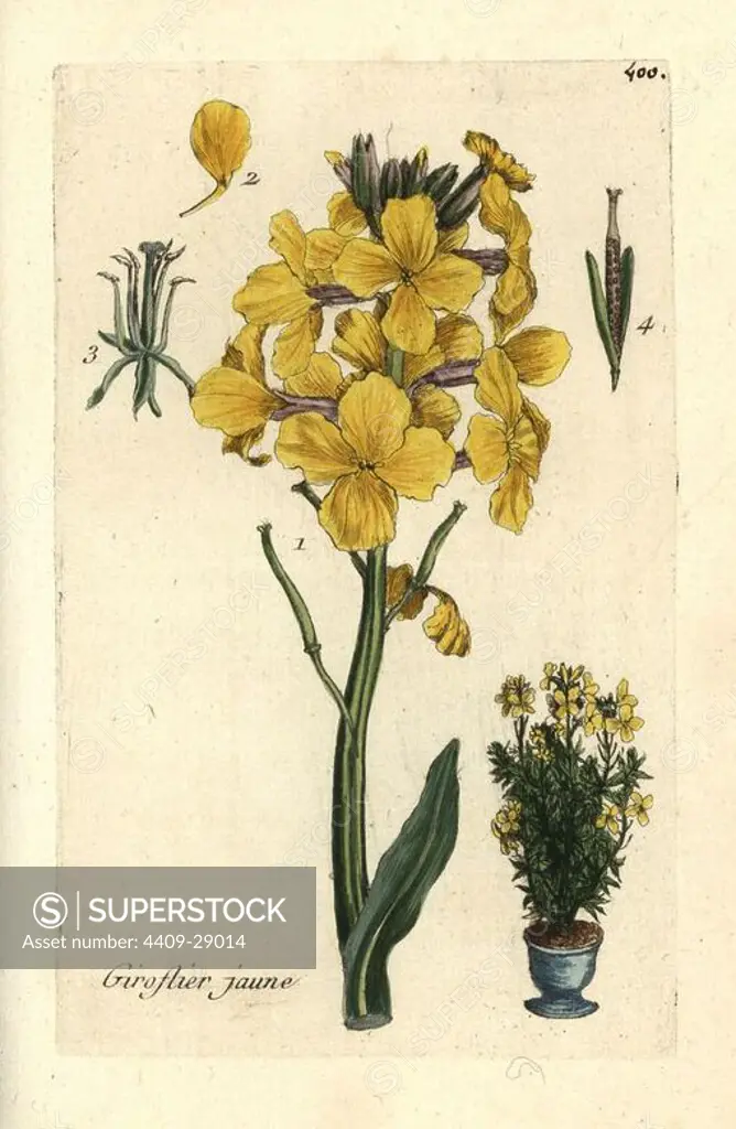 Aegean wallflower, Erysimum cheiri. Handcoloured botanical drawn and engraved by Pierre Bulliard from his own "Flora Parisiensis," 1776, Paris, P. F. Didot. Pierre Bulliard (1752-1793) was a famous French botanist who pioneered the three-colour-plate printing technique. His introduction to the flowers of Paris included 640 plants.