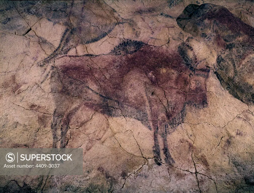 Buffalo. Rock painting. Upper Paeolithic period. Magdalenian period. Santillana del Mar, Altamira caves. Cantabria. Location: CUEVAS DE ALTAMIRA. SANTILLANA DEL MAR. SPAIN.