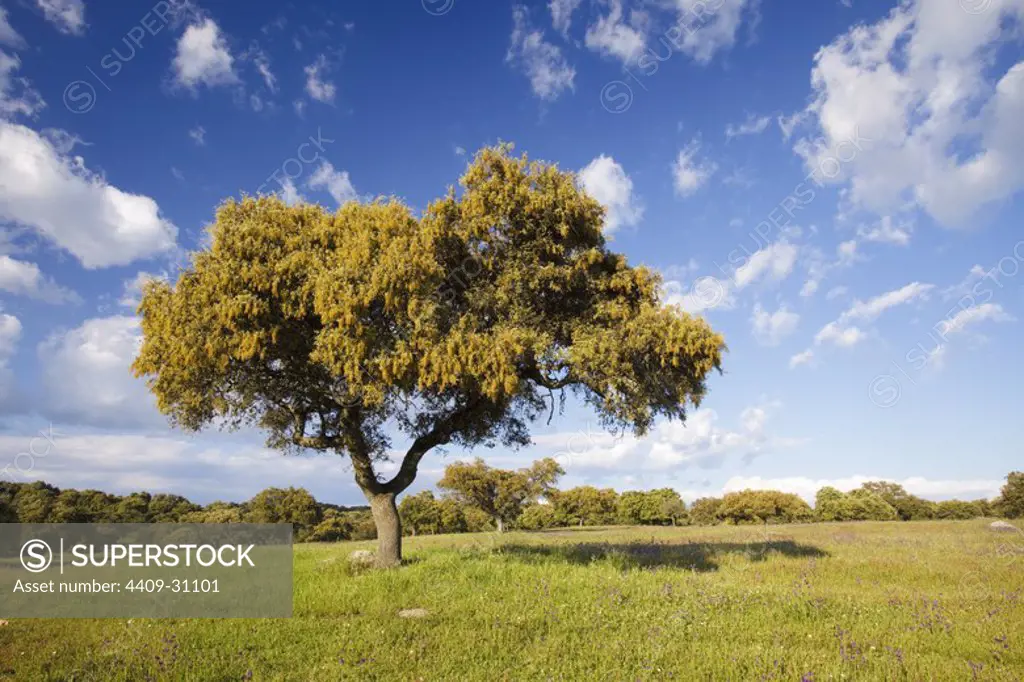 Holm oak (Quercus ilex). Sierra de Andujar Natural Park. Jaen. Andalusia. Spain.