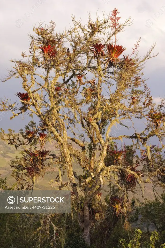Tree with bromeliads. Ruins of Kuelap. Amazon Departament. Peru.