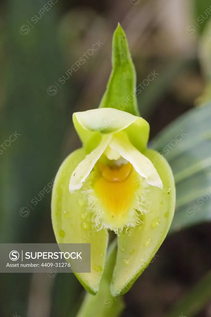 Lycaste reichenbachii (Family Orchidaceae). Bosque de Protección Alto Mayo. Amazonas Department. Peru.