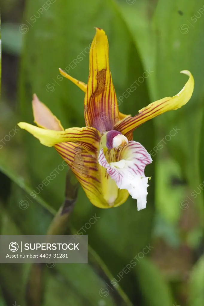Maxillaria striatta (Family Orchidaceae). Bosque de Protección Alto Mayo. Amazonas Department. Peru.