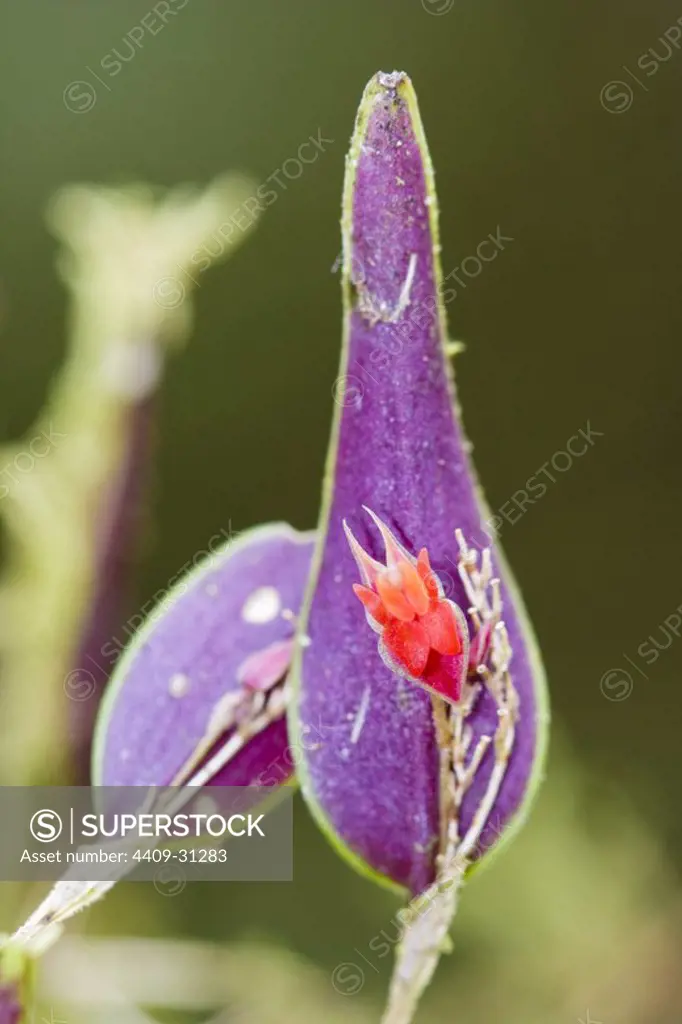 Genus Lepanthes (Family Orchidaceae). Bosque de Protección Alto Mayo. Amazonas Department. Peru.