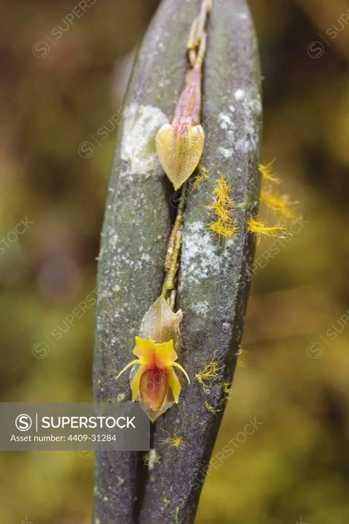 Genus Lepanthes (Family Orchidaceae). Bosque de Protección Alto Mayo. Amazonas Department. Peru.
