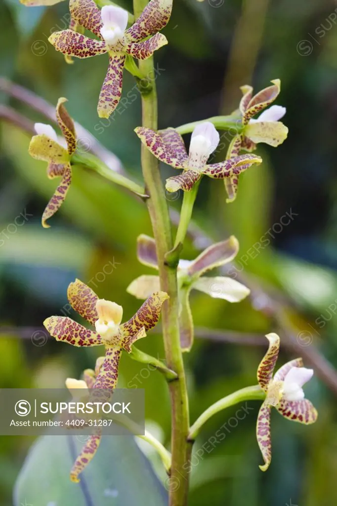 Encyclia vespa (Family Orchidaceae). Bosque de Protección Alto Mayo. Amazonas Department. Peru.