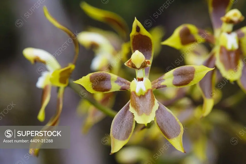 Odontoglossum cristatum (Family Orchidaceae). Bosque de Protección Alto Mayo. Amazonas Department. Peru.