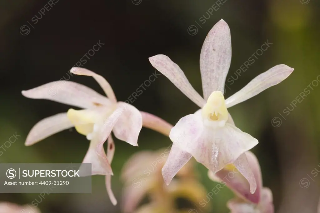 Genus Epidendrum (Family Orchidaceae). Bosque de Protección Alto Mayo. Amazonas Department. Peru.
