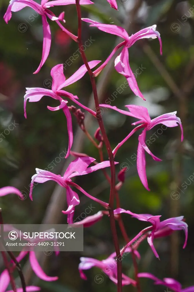 Cocleoda rosea (Family Orchidaceae). Bosque de Protección Alto Mayo. Amazonas Department. Peru.