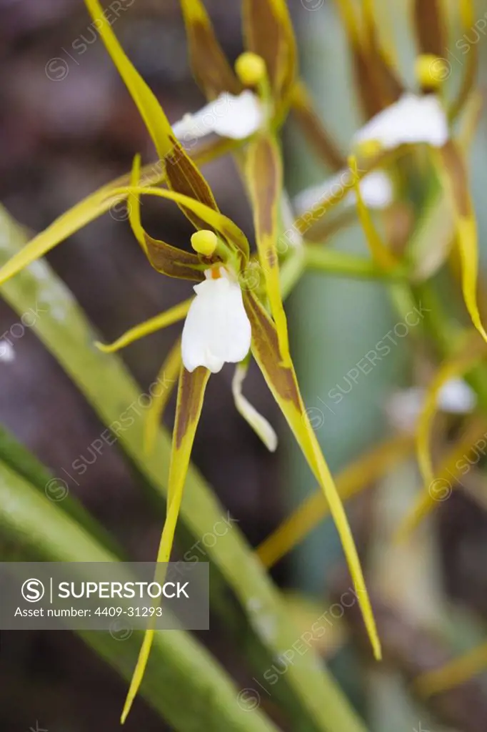 Ada bennettiorum (Family Orchidaceae). Bosque de Protección Alto Mayo. Amazonas Department. Peru.