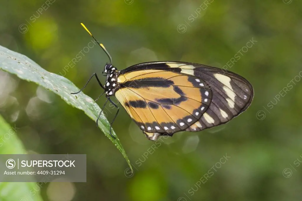 Butterfly (genus Heliconius). Bosque de Protección Alto Mayo. Amazonas Department. Peru.