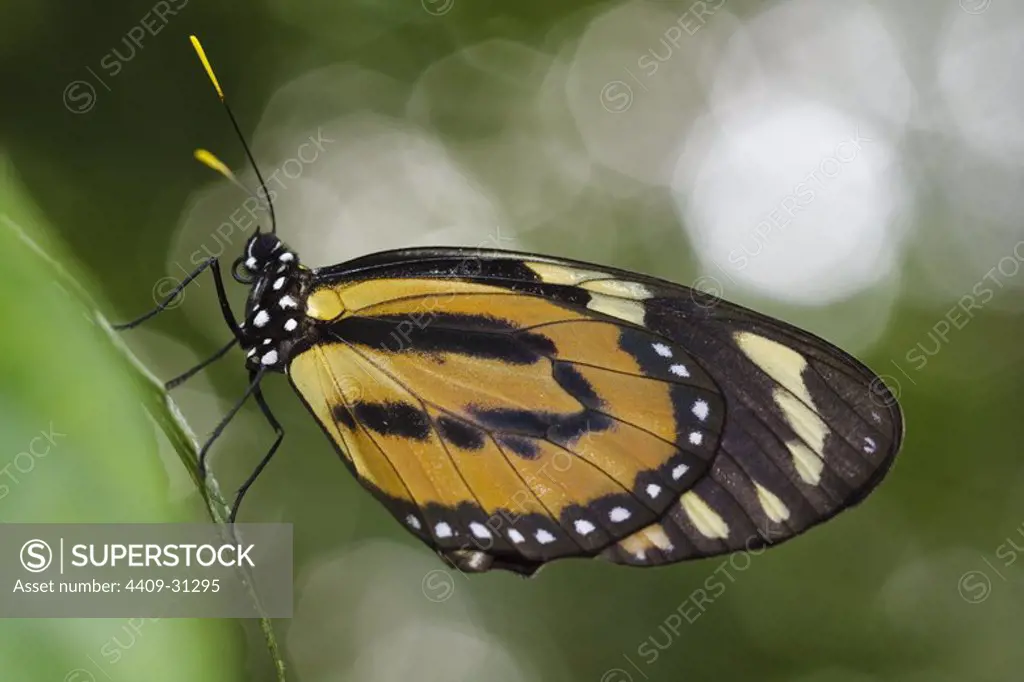 Butterfly (genus Heliconius). Bosque de Protección Alto Mayo. Amazonas Department. Peru.
