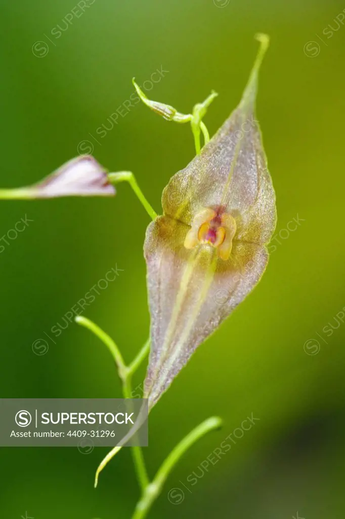 Unidentified orchid (Family Orchidaceae). Bosque de Protección Alto Mayo. Amazonas Department. Peru.