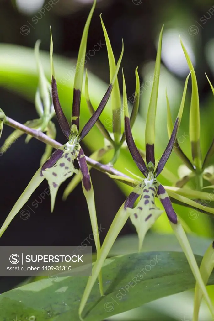 Brassia bidens (Family Orchidaceae). Bosque de Protección Alto Mayo. Amazonas Departament. Peru.