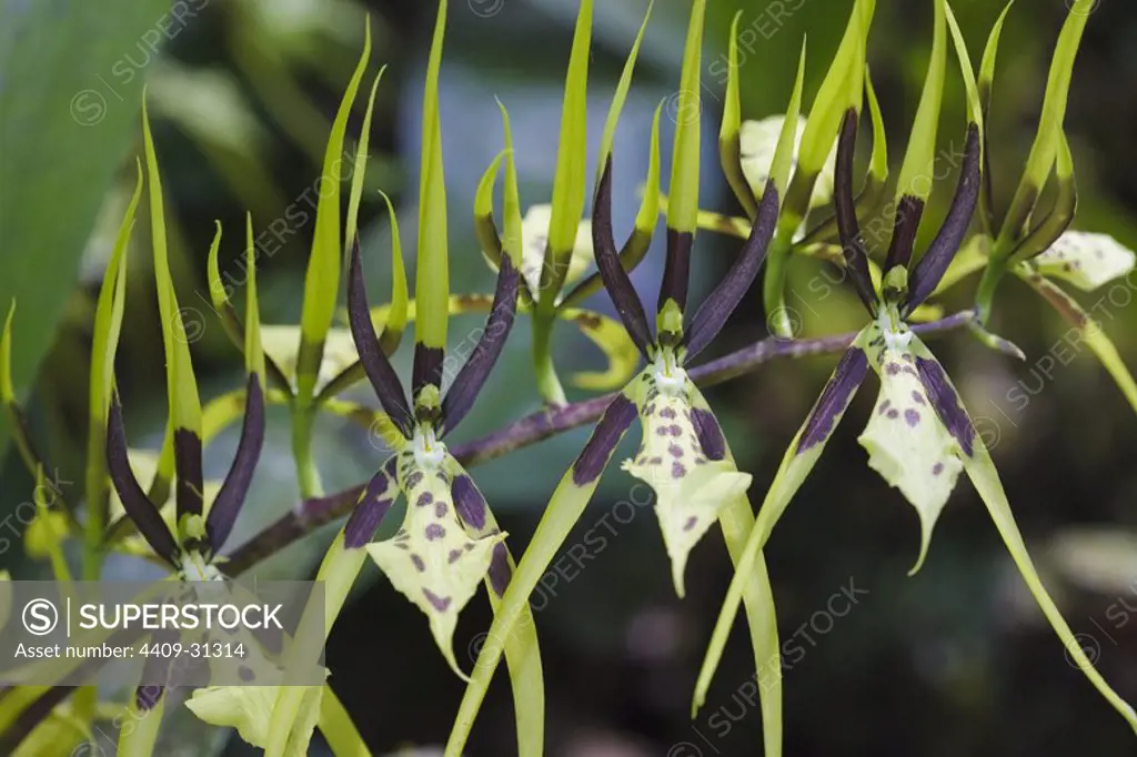 Brassia bidens (Family Orchidaceae). Bosque de Protección Alto Mayo. Amazonas Departament. Peru.